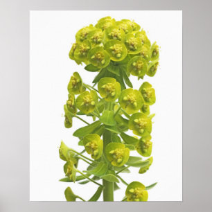 Affiche Euphorbia