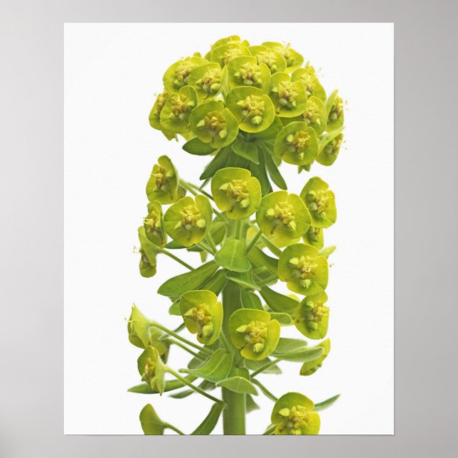 Affiche Euphorbia (Devant)