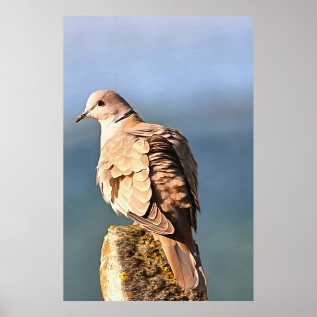 Affiche Eurasian Collared Dove Art de la faune (Devant)