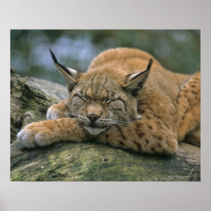 Affiche Europ �_ischer Luchs, Eurasischer Luchs (Lynx)