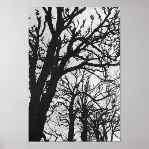 Affiche Europe, France, Paris. Arbres d'hiver, Marco