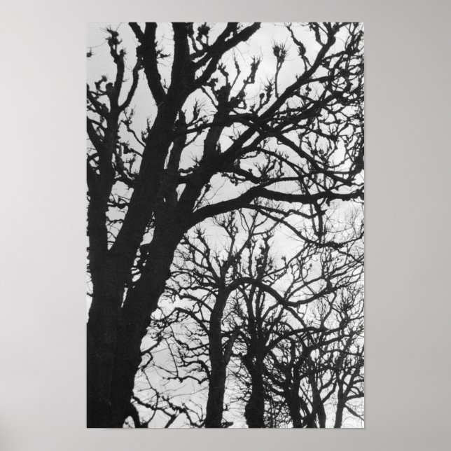 Affiche Europe, France, Paris. Arbres d'hiver, Marco (Devant)