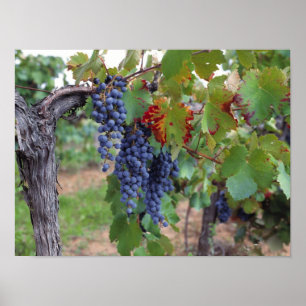 Affiche Europe, France, Roussillon. Les vignobles, avec