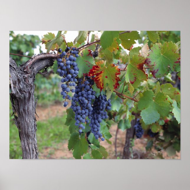 Affiche Europe, France, Roussillon. Vignobles, avec (Devant)
