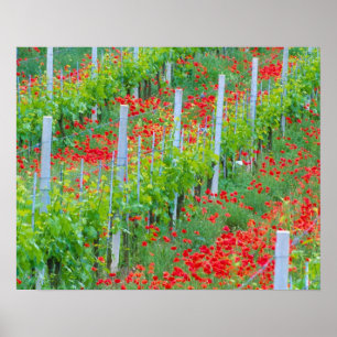 Affiche Europe, Italie, Toscane. Coquelicots rouges coloré