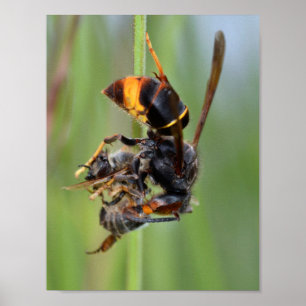 Affiche European hornet eating bee