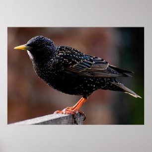 Affiche European Starling 