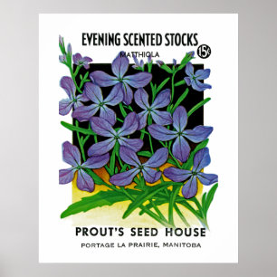 Affiche Evening Scented Stocks