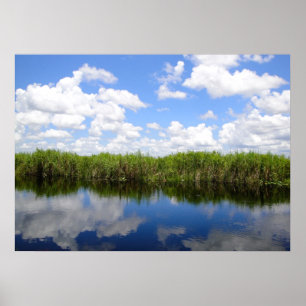 Affiche Everglades