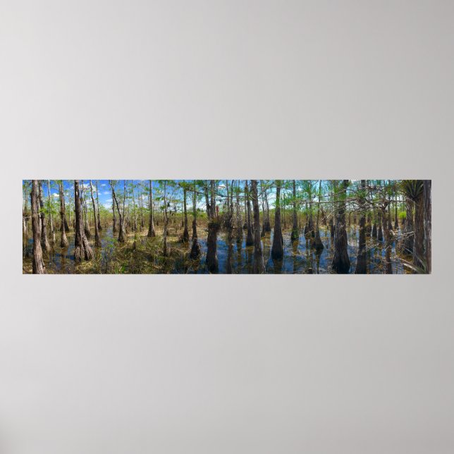 Affiche Everglades Cypress (Devant)