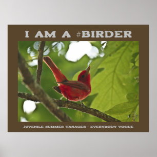 Affiche Everybody Juvenile Summer Tanager Birder