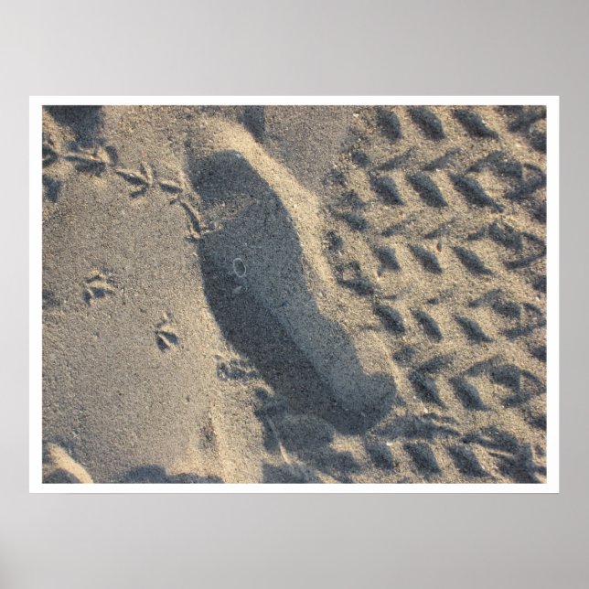 Affiche évolution (Devant)