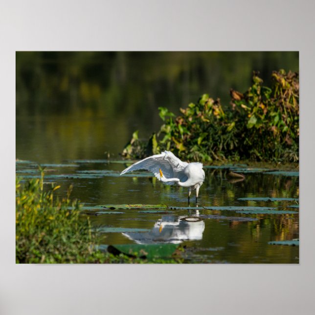 Affiche Examen de l'aile Egret (Devant)