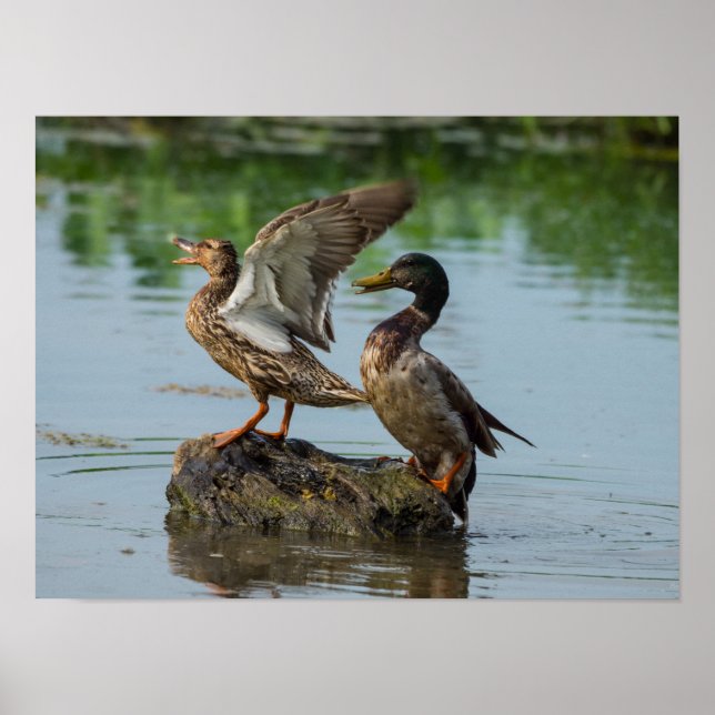 Affiche Excuse Me (Devant)