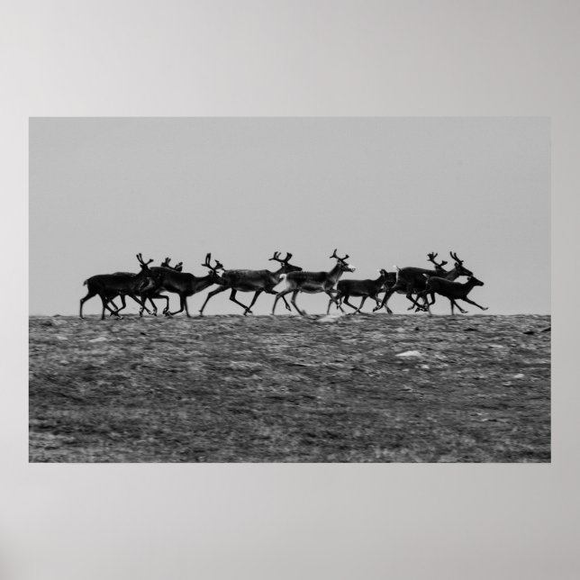 Affiche Exécution d'un renne (Devant)