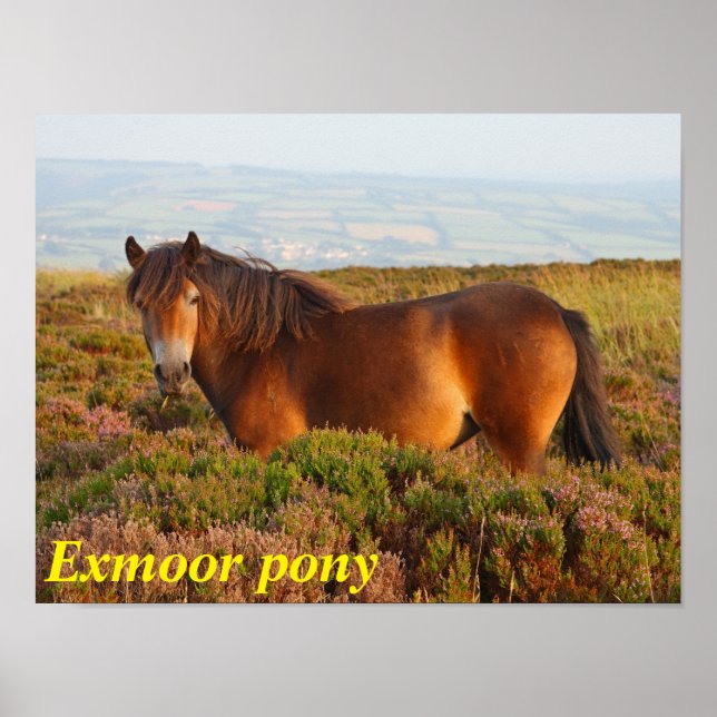 Affiche Exmoor pony, cheval, Somerset, Angleterre (Devant)