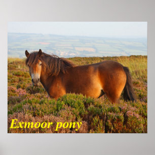 Affiche Exmoor pony, cheval, Somerset, Angleterre
