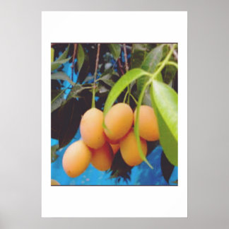 Affiche Exotic Gandaria Fruit - Rare Tropical Mango Plum S