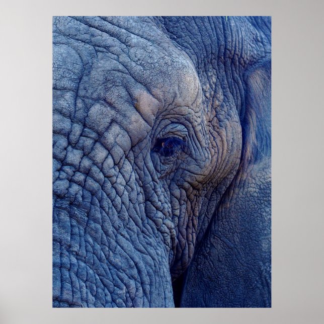 AFFICHE EXPÉRIENCE MARCHER AVEC LES ÉLÉPHANTS COMMENT ET H (Devant)