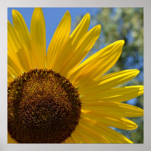 Affiche exprès de tournesol d'amour