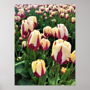 Affiche Expression mondiale tulips, Oregon