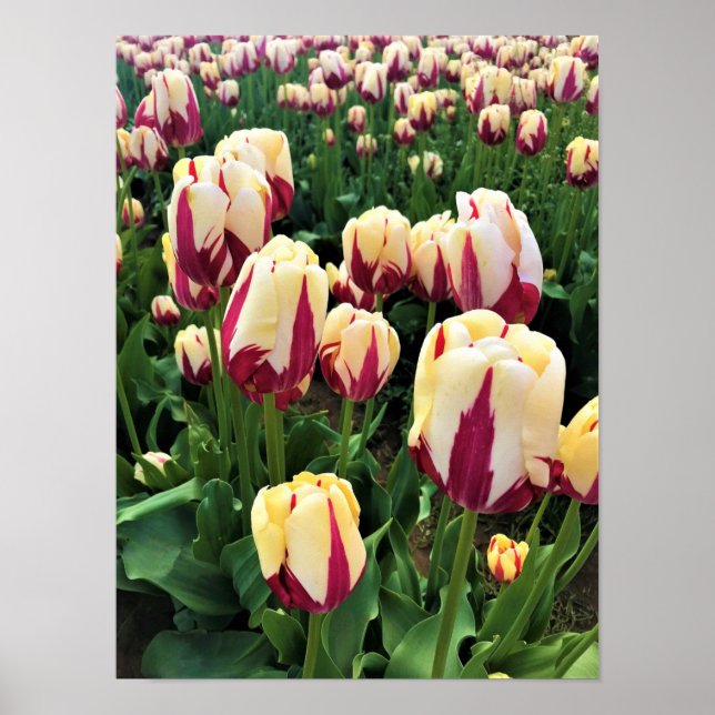 Affiche Expression mondiale tulips, Oregon (Devant)