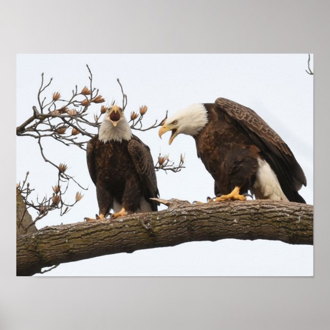 Affiche Exprimer des paires d'Eagle chauve (Devant)