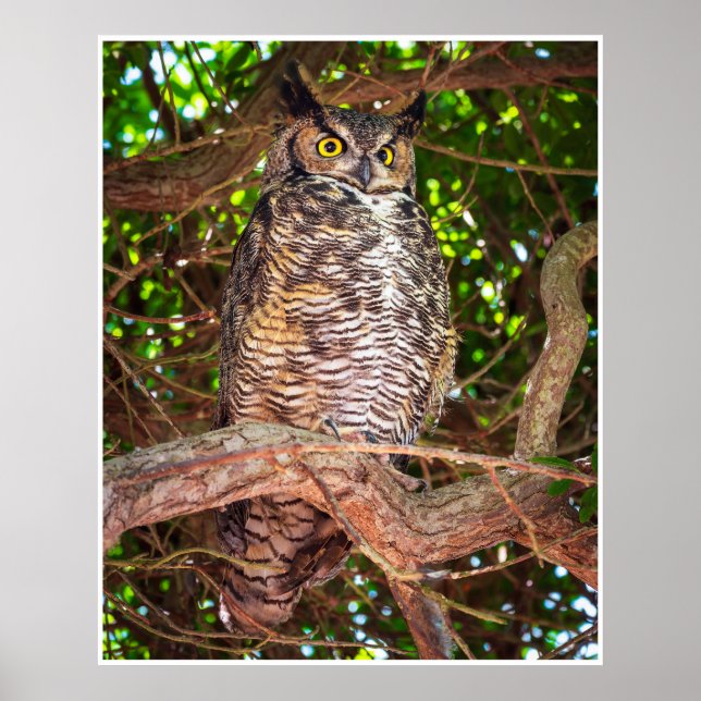 Affiche Eyes of the Night: Great Horned Owl (Devant)