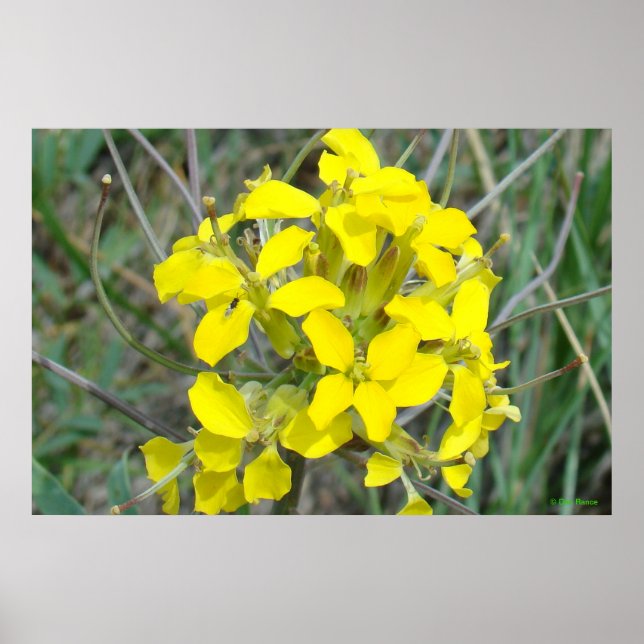 Affiche F14 Petites Fleurs Jaunes Sauvages (Devant)
