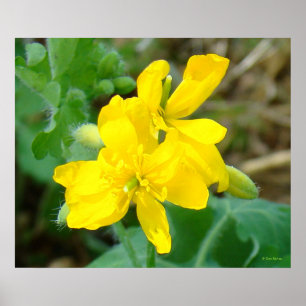 Affiche F44 Fleurs sauvages jaunes Moutarde sauvage