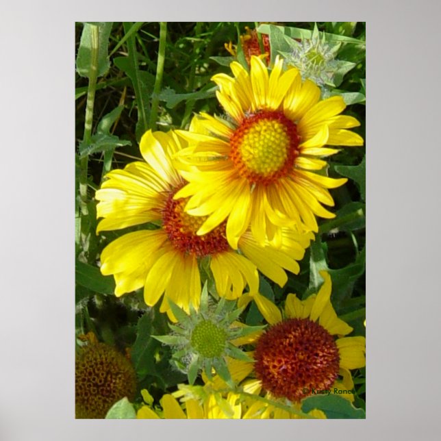 Affiche F6 Fleurs sauvages jaunes Gaillardia (Devant)