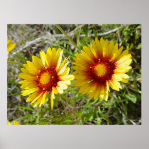 Affiche F8 Jaune Gaillarde Fleur Sauvage