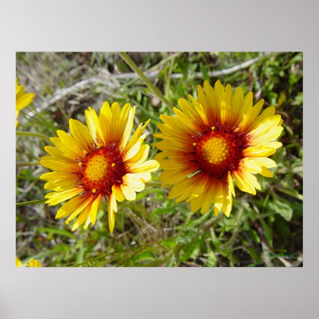 Affiche F8 Jaune Gaillarde Fleur Sauvage (Devant)