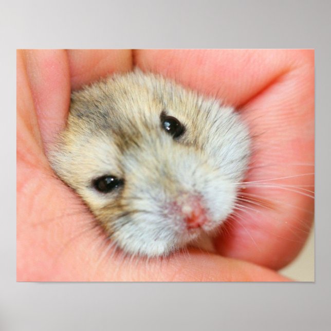 Affiche Face 1 mignonne hamster (Devant)