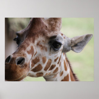 Affiche Face de girafe adorable