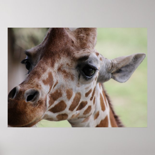 Affiche Face de girafe adorable (Devant)