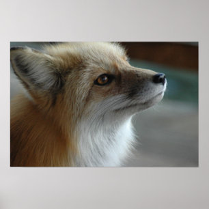 Affiche Face de renard mignon