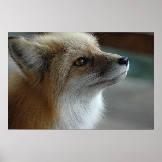 Affiche Face de renard mignon (Devant)