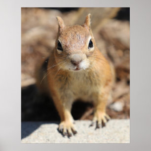 Affiche Face d'écureuil