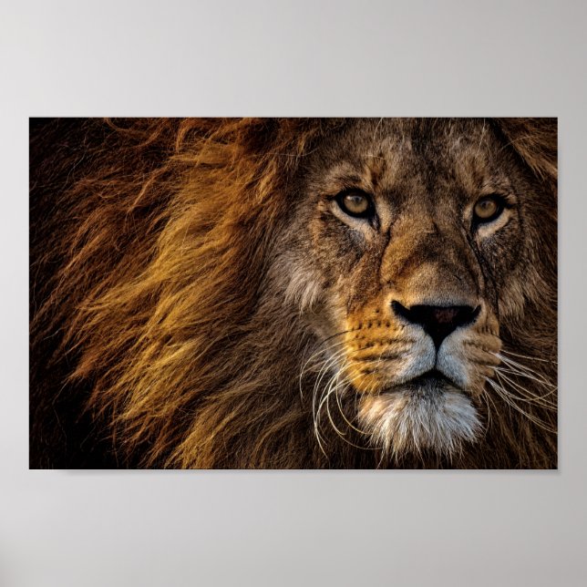 Affiche Face du lion (Devant)