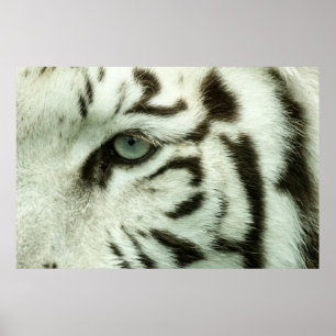 AFFICHE FACE DU TIGRE BLANC
