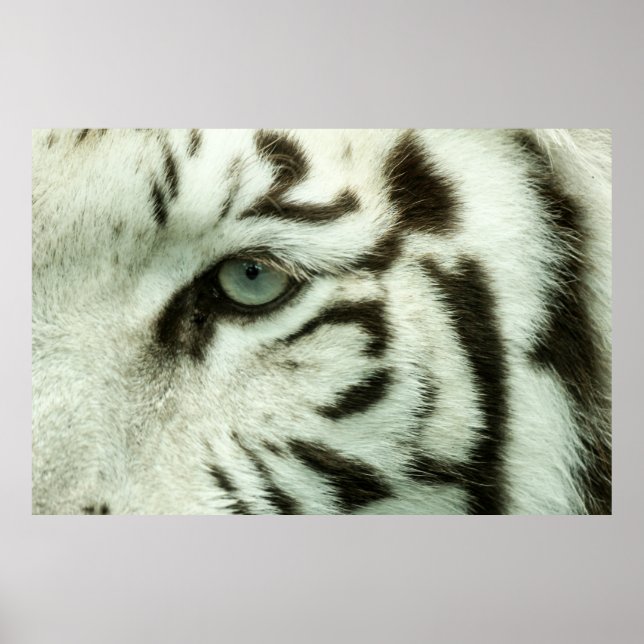 AFFICHE FACE DU TIGRE BLANC (Devant)