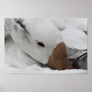 Affiche face d'une oie