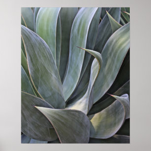 Affiche Faded Succulant Details, 2017