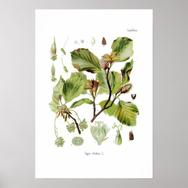 Affiche Fagus silvatica (hêtre) (Devant)