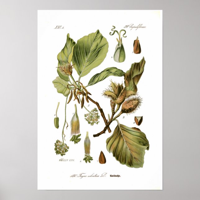 Affiche Fagus silvatica (hêtre) (Devant)
