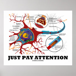 Affiche Faites attention (Neuron / Synapse)