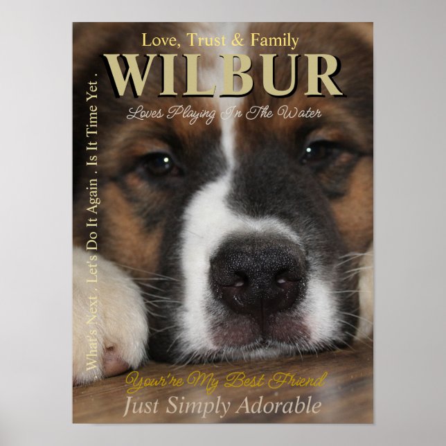 Affiche Faites Votre Animal De Compagnie L'Étoile Ils Sont (Devant)