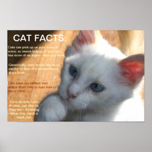 Affiche Faits de chat !