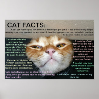 Affiche Faits relatifs au chat 3